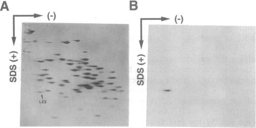 graphic file with name pnas01130-0595-a.jpg