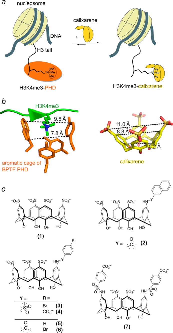 FIGURE 1.