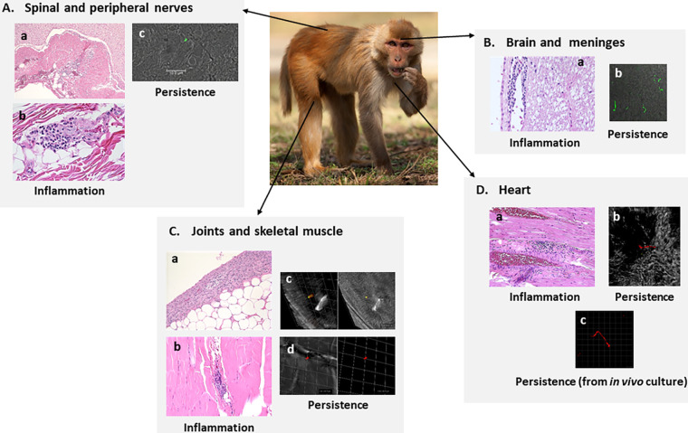 FIG 1