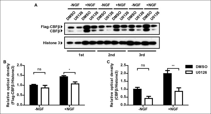 Figure 7—figure supplement 1.