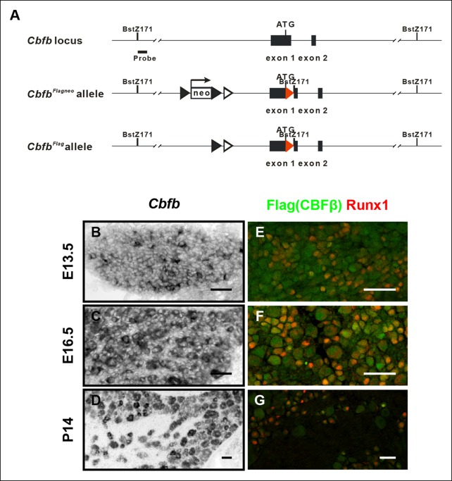 Figure 4—figure supplement 1.