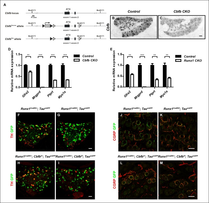 Figure 5—figure supplement 1.