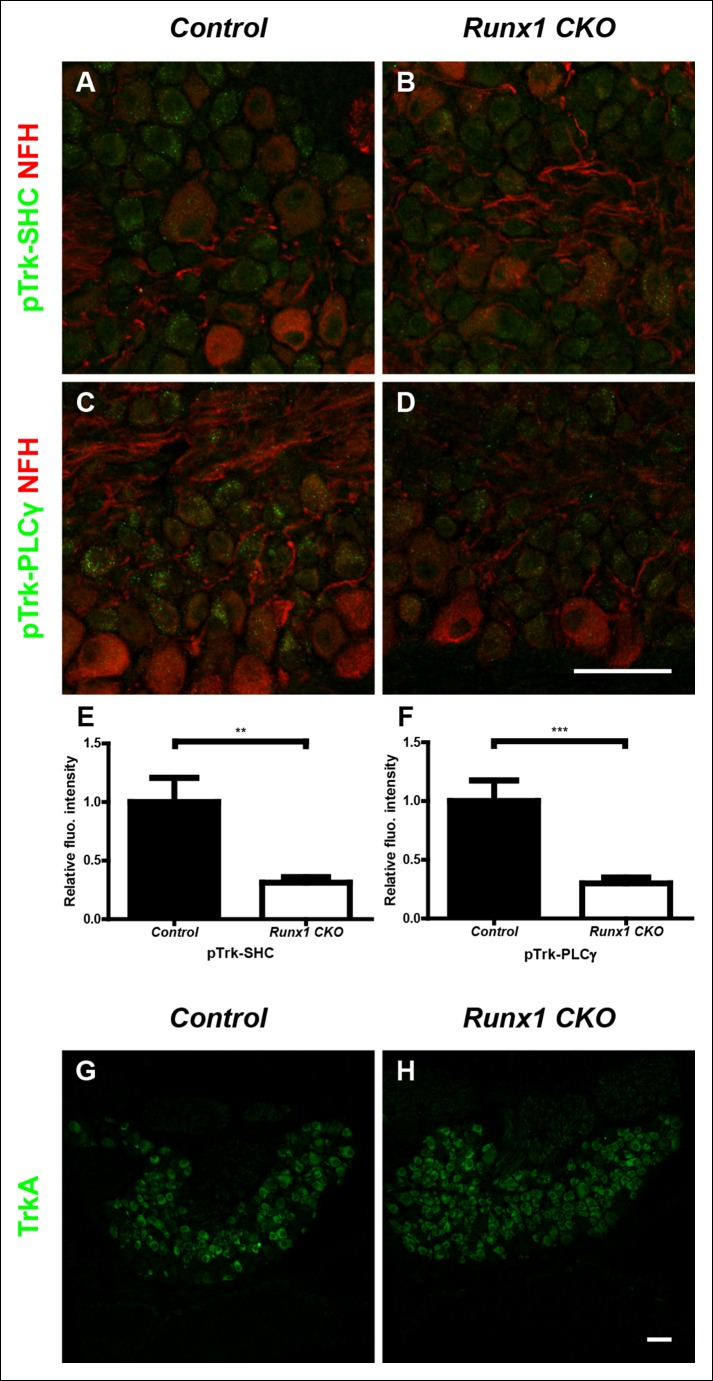 Figure 3—figure supplement 1.