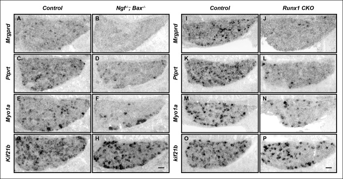 Figure 1—figure supplement 1.