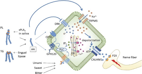 Fig. 3.