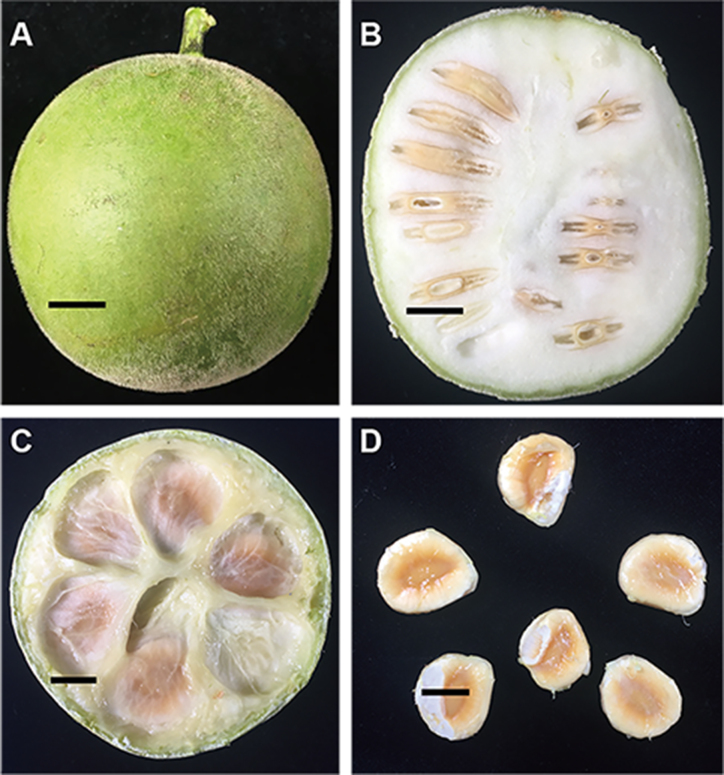 Figure 1: