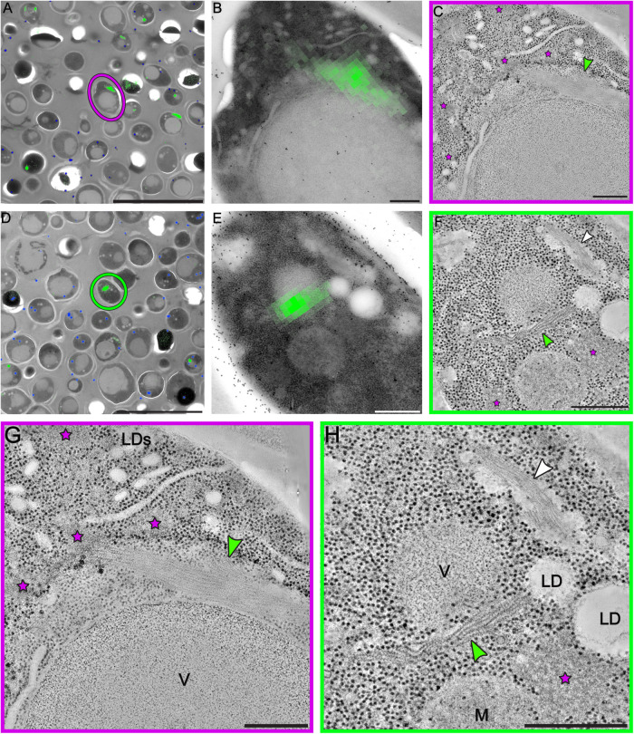 FIGURE 3: