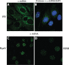 FIG 6