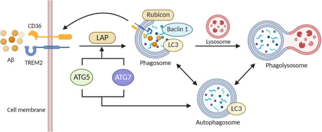 FIGURE 3