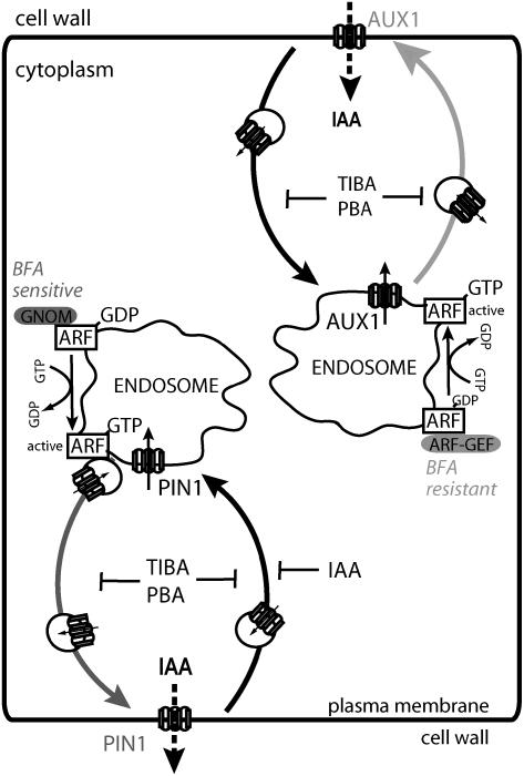 Figure 7.