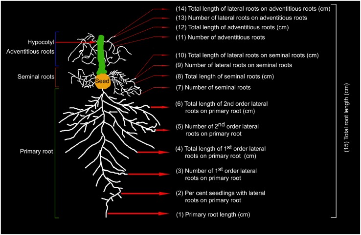 FIGURE 1