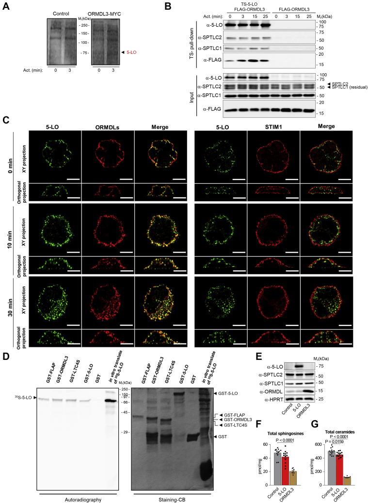 Fig. 4