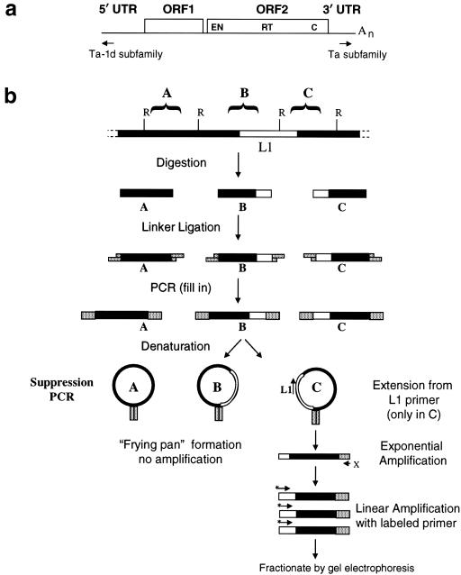 Figure  1