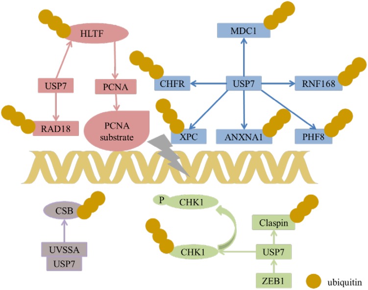 FIGURE 6