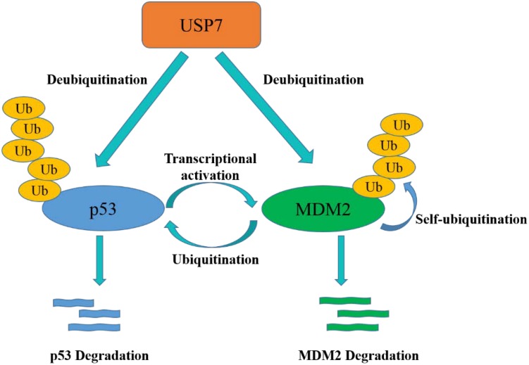 FIGURE 4