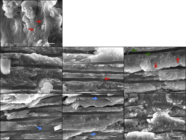 Figure 4