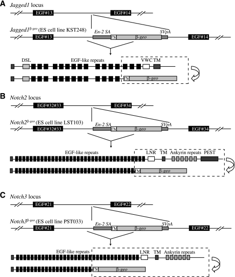 Fig. 8.