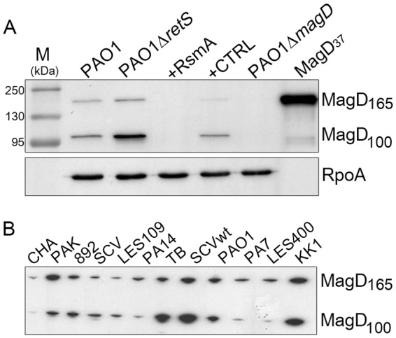 FIG 2 