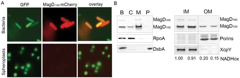 FIG 4 