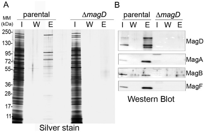 FIG 5 