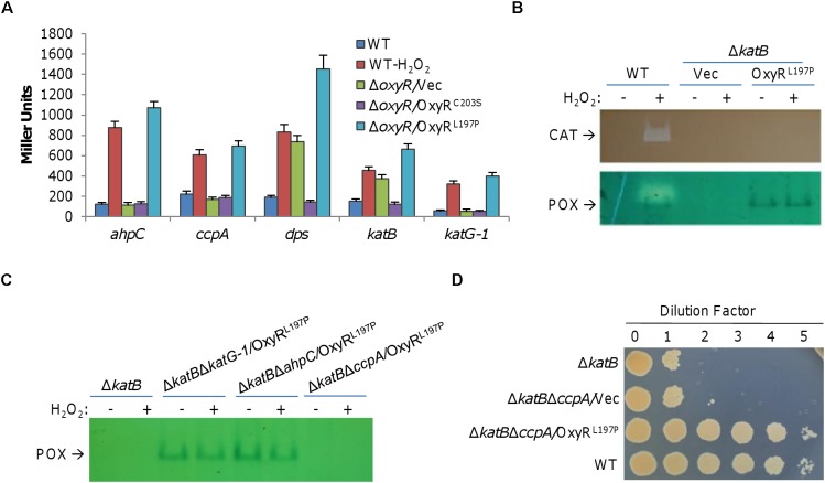 FIGURE 3