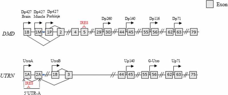 Figure 1.