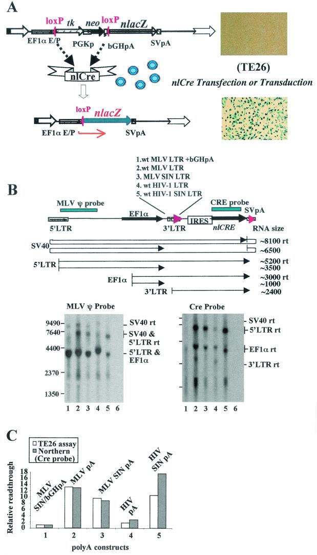 FIG. 6.