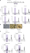Figure 2—figure supplement 1.