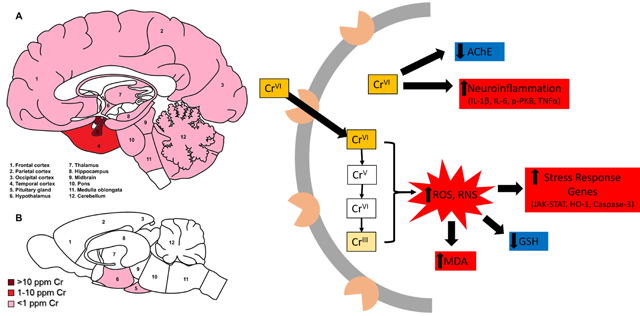 graphic file with name nihms-1749675-f0001.jpg