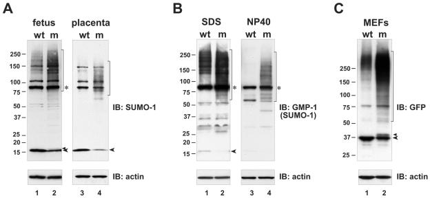 FIG. 5.