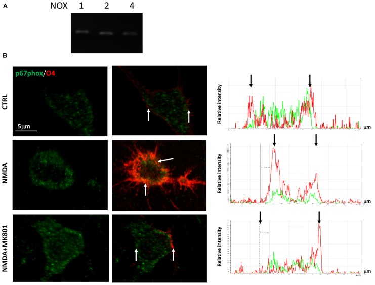 FIGURE 3