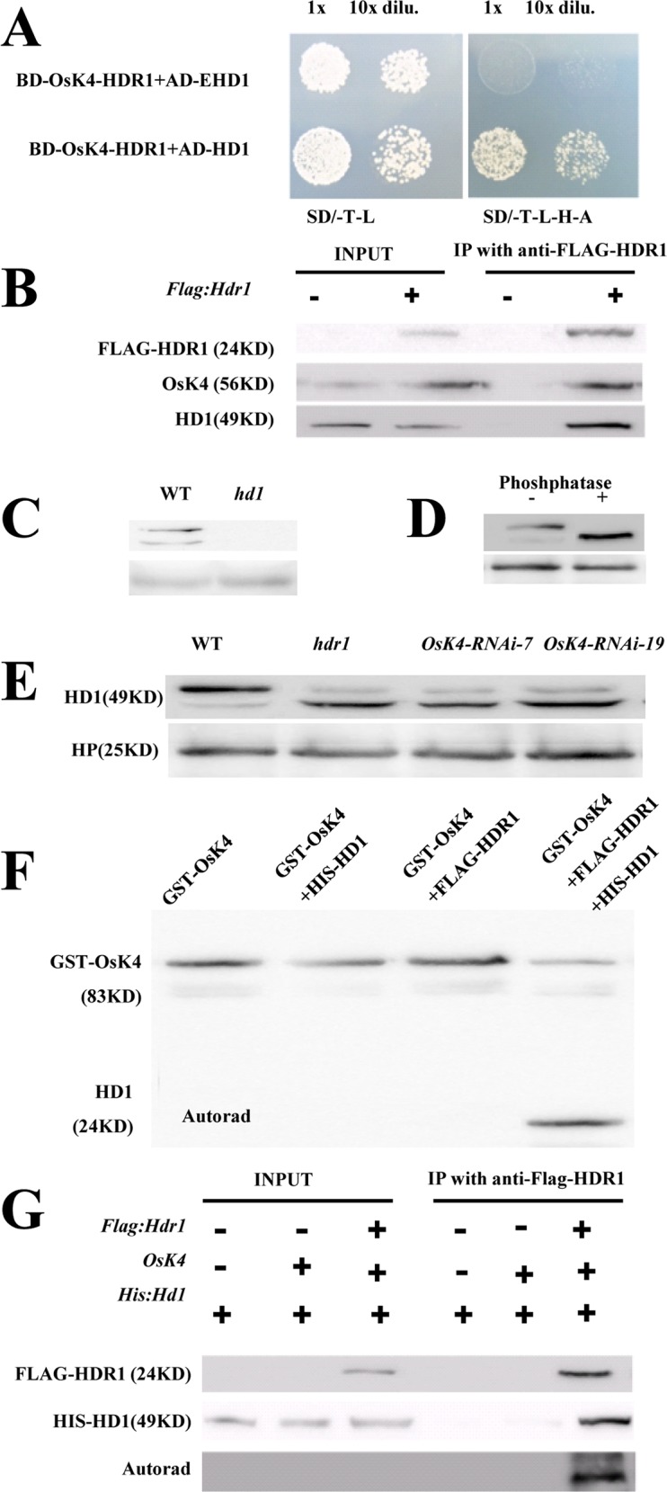 Fig 9