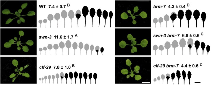 Figure 6.