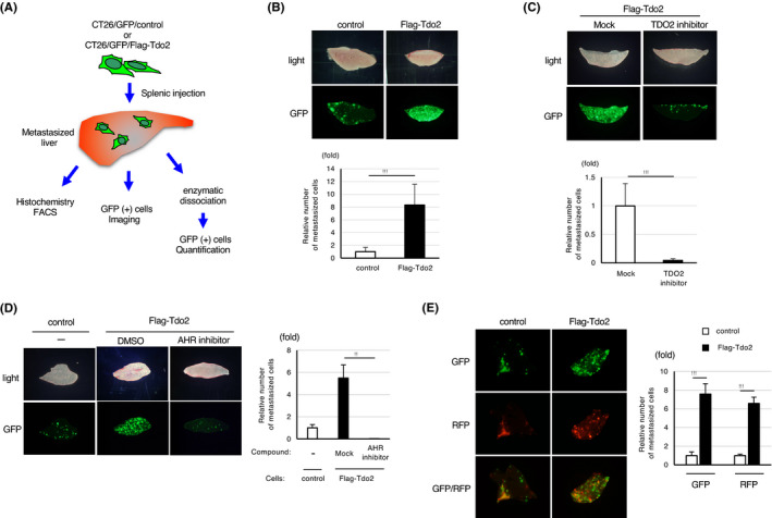 FIGURE 2