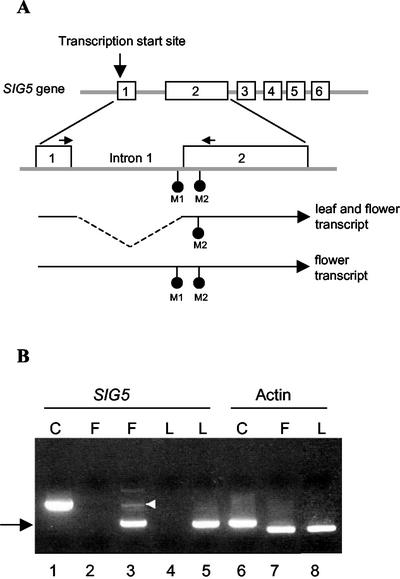 Figure 5.