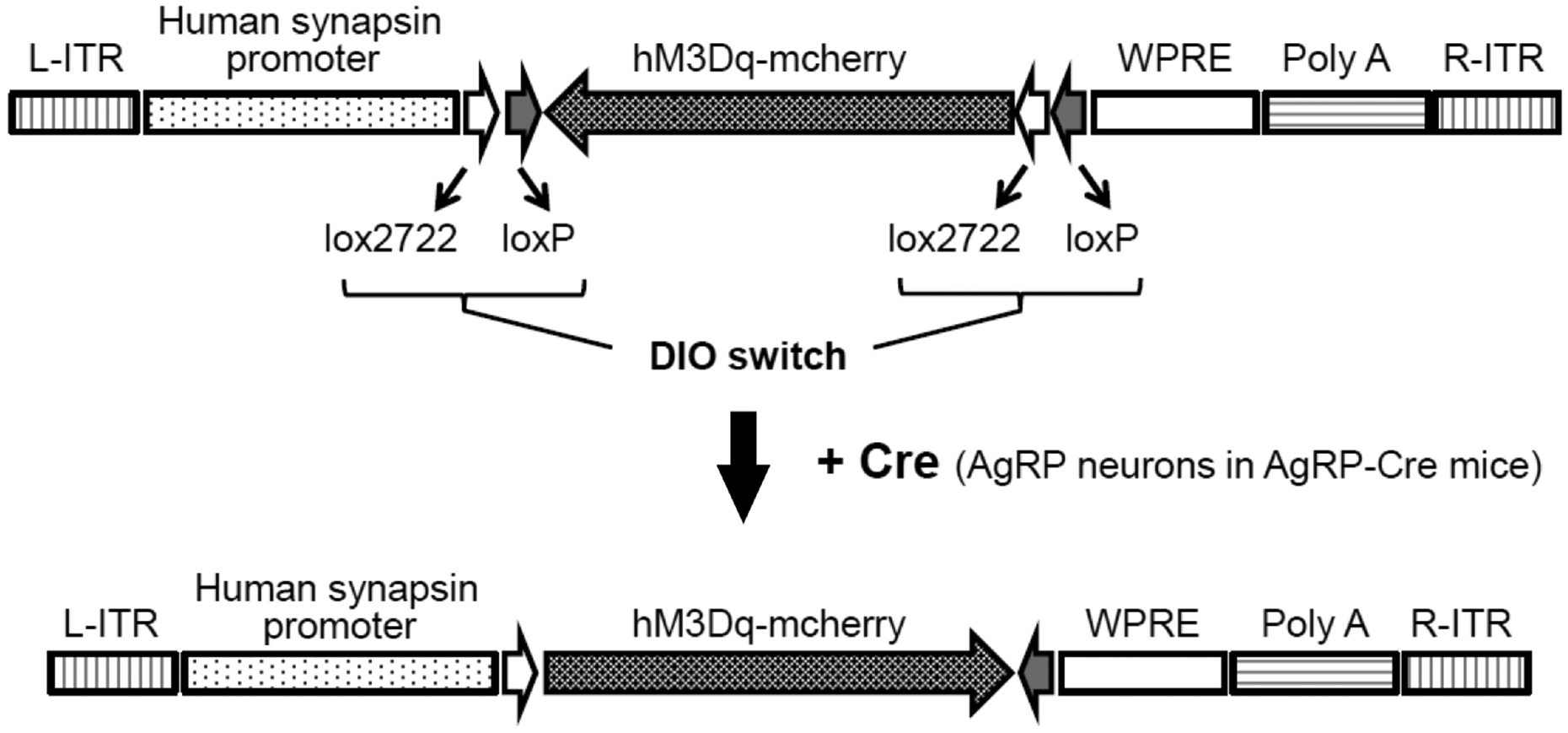 Fig. 2.