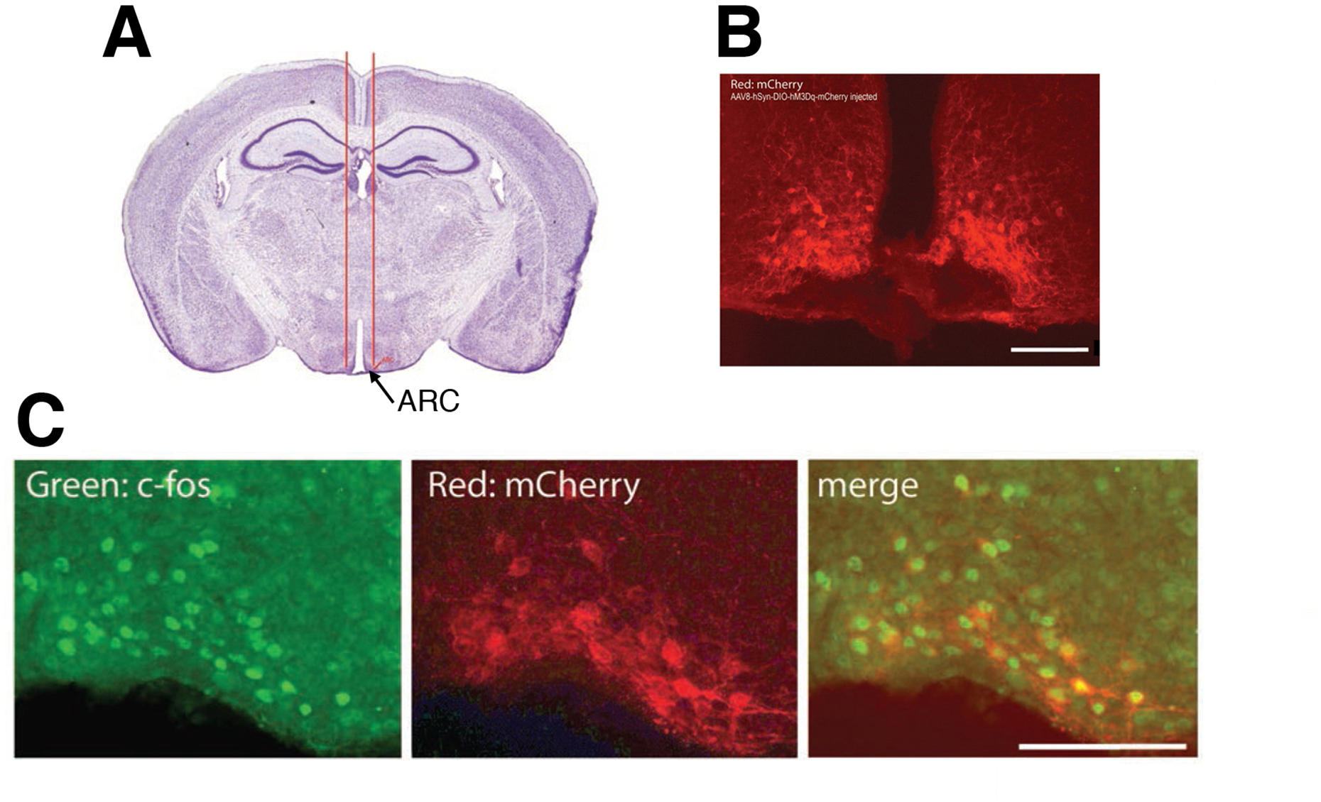 Fig. 3.