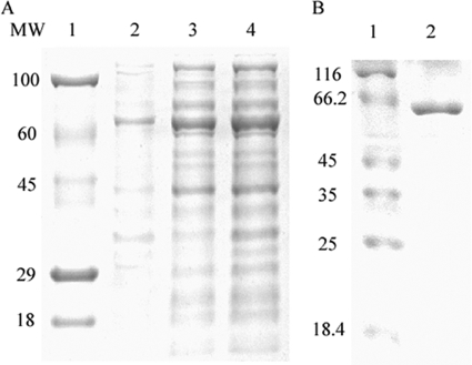 FIG. 4.