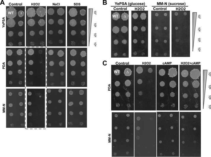 FIG 3