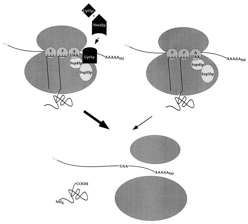 FIG. 7