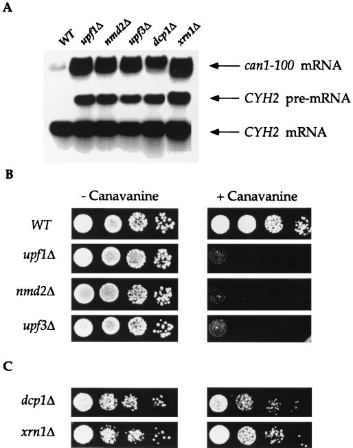 FIG. 1