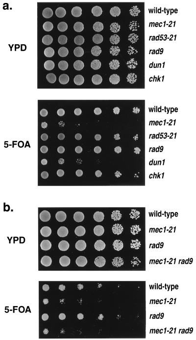 FIG. 5