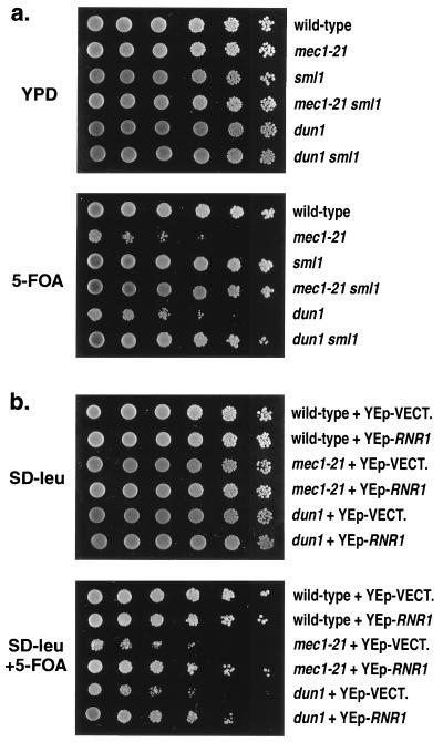 FIG. 6