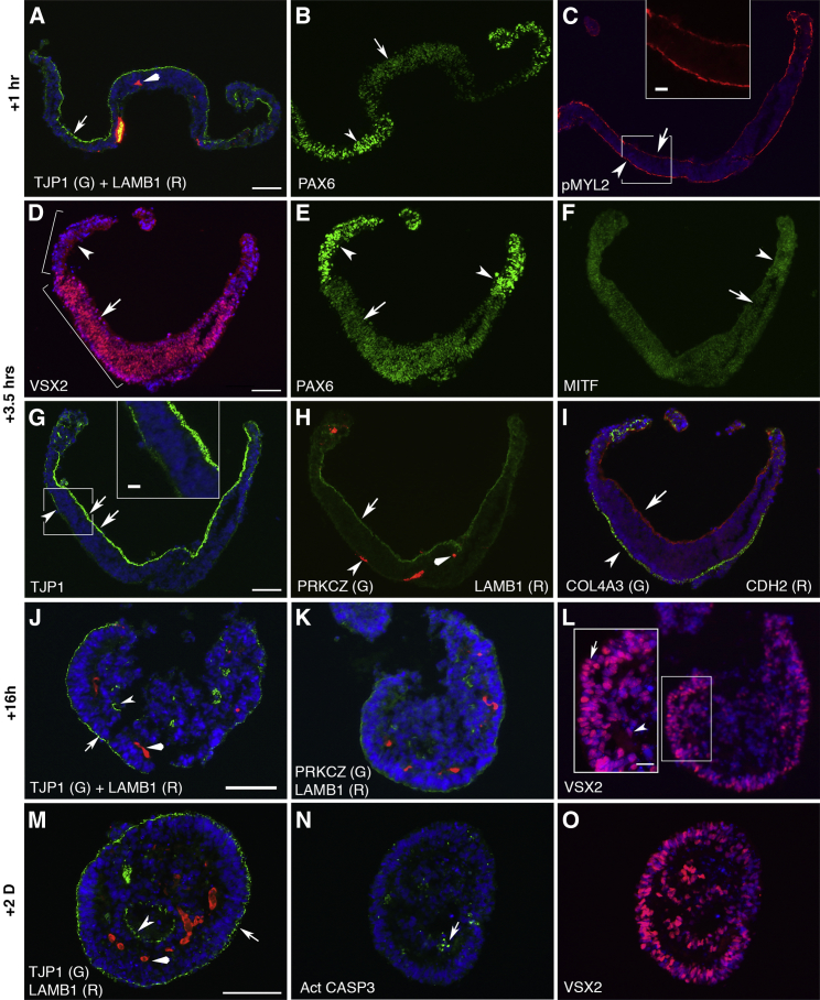 Figure 3