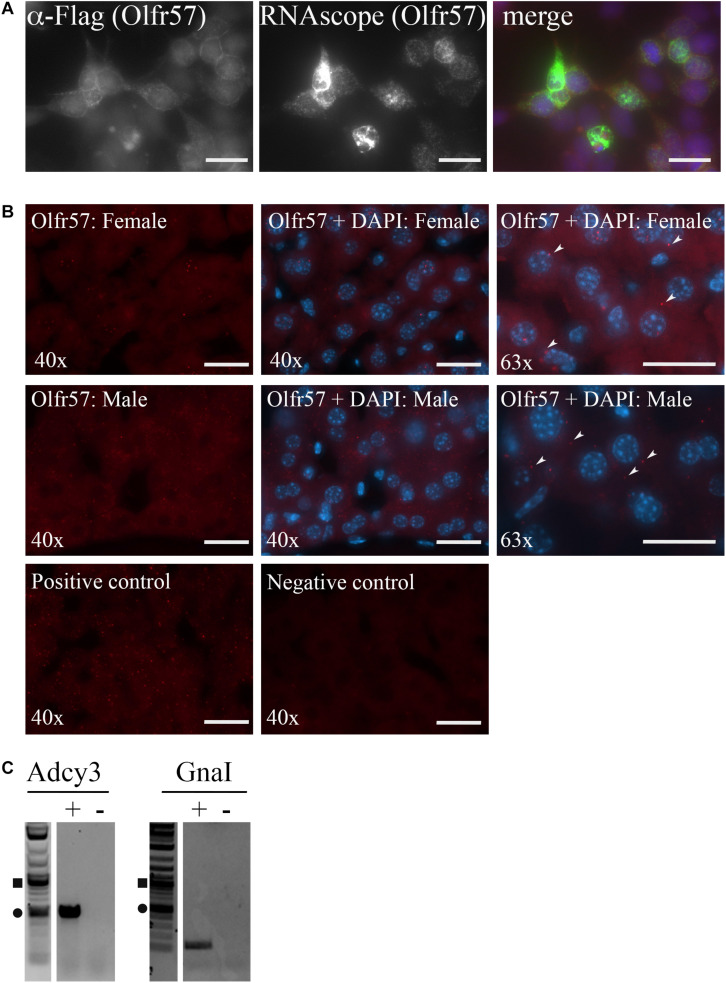 FIGURE 3