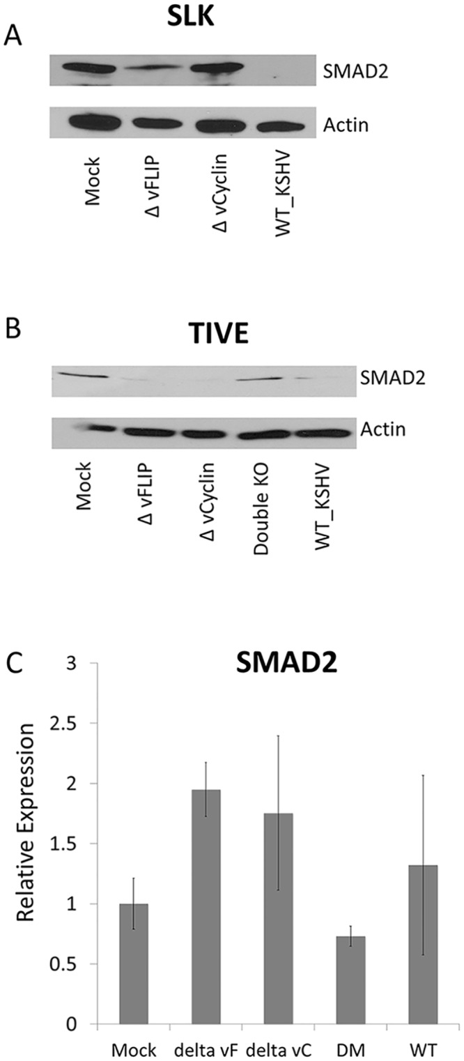 Fig 5