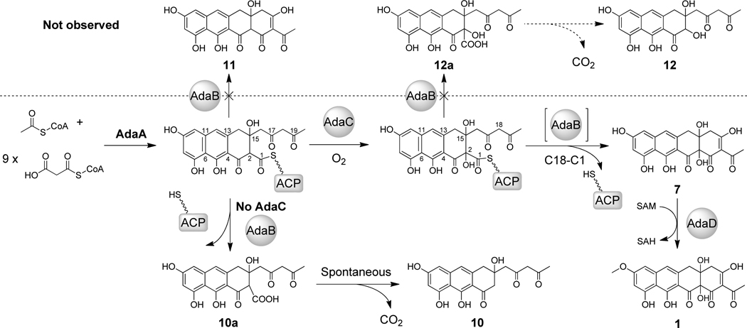 Scheme 3