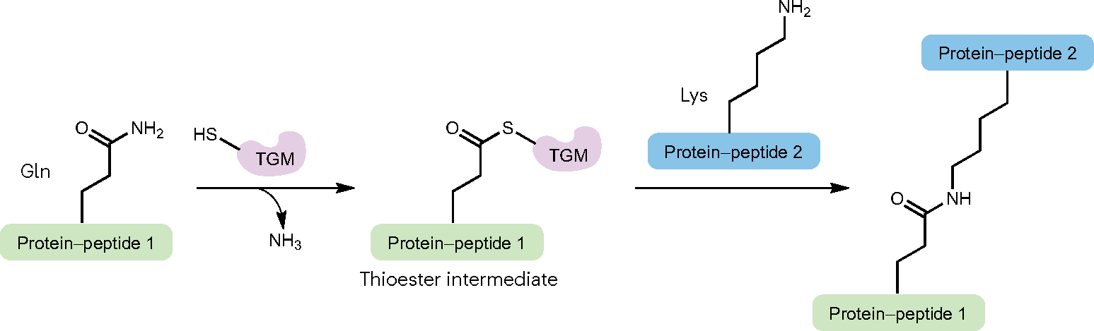 Fig. 4 |