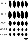 Fig. 9