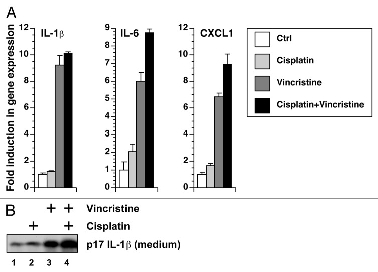 graphic file with name cbt-15-1395-g7.jpg